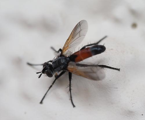 Réf. 323 012 : Cylindromyia auriceps